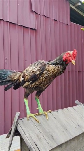 Ayam pama line Saenkhon Jr. #shorts #ayam #viral #pamaiq #bulby #saenkhon #ayamberkualitas