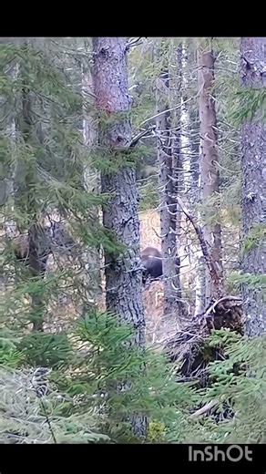 Biggest Buck Yet At 85, The Legacy of Deer Hunting | Midwest Whitetail#harehunting #chase #hunters