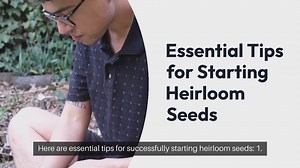 Heirloom Seeds Starting Tips