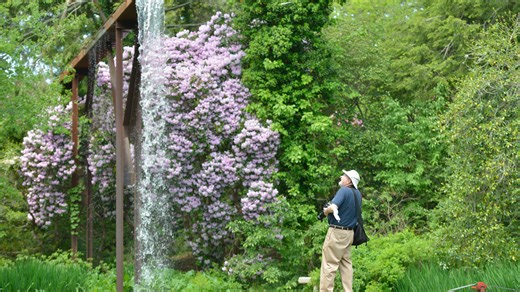 Cape Cod’s Rhododendron Festival starts today — here’s what to know