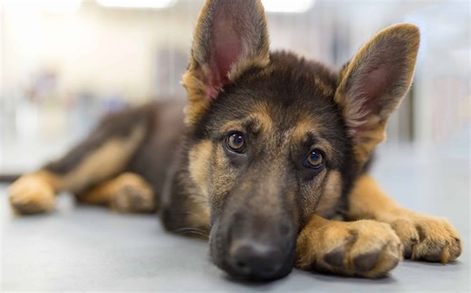 Why Do Some Dogs Howl?