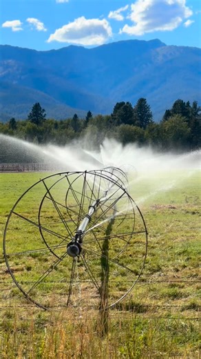 85 reactions | Farming and agriculture form the backbone of our cattle production. For Harrell Ranch, our success depends on a well-managed agricultural system that provides the resources needed to successfully raise our livestock . From feeding and breeding to sustainable land management, every element of our cattle production is deeply rooted in agriculture. | Harrell Ranch Hereford and Angus | Facebook