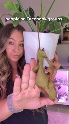 dead leaf season is coming my friends, get your snips ready! ✂️ I do use a ton of supplemented grow lights to keep my indoor plants happy and healthy through the COLD, DARK, GRAY, Midwest winters… but there will be casualties. no grow lights do what the warm summer sun can do 😮‍💨 | Earth Wind and Plants