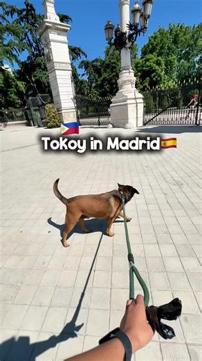 Exploring Madrid: Tokoy's Journey with Rescue Dogs