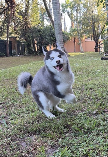Los adorables huskies y el tema serio del abuso