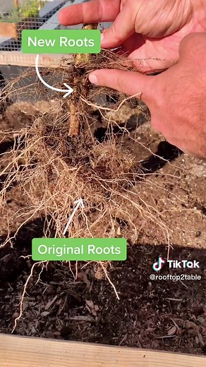 Unlocking Tomato Plant Growth Secrets