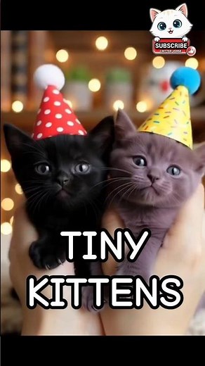 Smallest PURPLE-BLACK kittens birthday! #shorts #viral #viralshorts