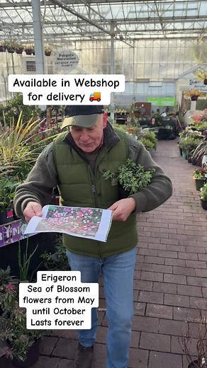 #add WEBSHOP https://pergolanurseries.ecwid.com . ERIGERON SEA OF BLOSSOM spreading,tough perennial. Flowers from May until end of September. Flowers are tiny and daisy like turning pink . Good spreading on banks or spilling over walls and kerbs Planting time is from now . https://pergolanurseries.ecwid.com ALL IRELAND DELIVERY 🚚 32 Counties Pergola Nurseries Garden Corner, Virginia, Co Cavan “A gardeners oasis of quality plants “ Open Tuesday to Saturday 10.3-5 Open Sundays 2-5 #fyp #grow #gar