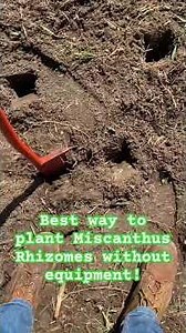 Easy way to plant miscanthus without equipment using a dibble bar.