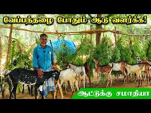 🐐 ஒரு ஆடு வாங்கி! ஒரு பண்ணையை உருவாக்கிய விவசாயி! கொடி ஆடு வளர்ப்பு!