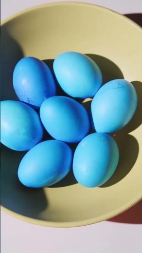 Why Ameraucana Chickens Are a MUST-HAVE for Your Homestead 🐔 #shorts