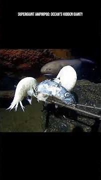 Supergiant Amphipod: Ocean’s Hidden Giant! #giant #animals #fish #sea #ocean #nature #earth #facts