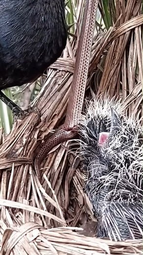 Nature bird life, review mother bird little birds baby bird nest daily life #birdlovers #babybird #relax #holidays #birdsofinstagram #birdsounds #littlebird #bird #birdlife #nature #babybird #naturelover #birdwatching #motherbird #wildlife #viralvideo #reviewbirdnest #birdphotography #birdnest #lifewithbirds | Nature Bird Life
