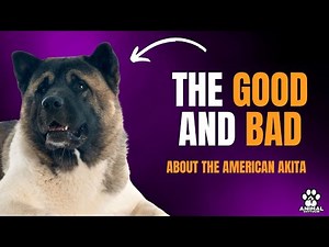 AMERICAN AKITA: ADVANTAGES AND DISADVANTAGES of having one.