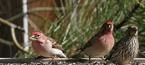 4 Mistakes to Avoid When Building a Bird Perch | DoItYourself.com