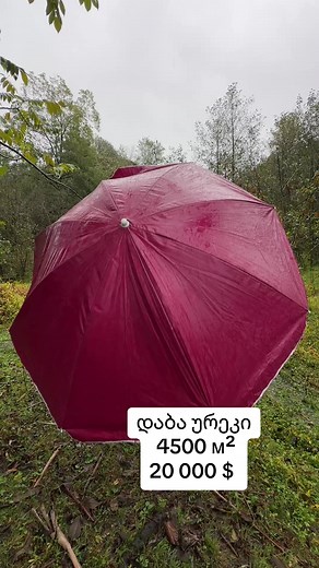 Showcasing a Unique Pink Umbrella in Nature