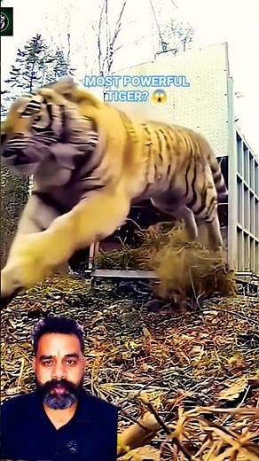 Siberian Tiger 🔥 | The Giant King of the Wild World 😱 #SiberianTiger #Tiger #WildAnimals #Wildlife