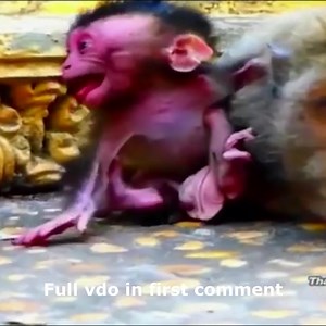 The Unthinkable Happens… 6 Hours After Birth – Mom Monkey Collapses! Baby’s Reaction Will Shock You! Check full story in first comment | Cute monkey family
