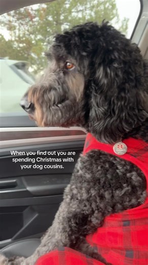 Spending Christmas With My Dog Cousins