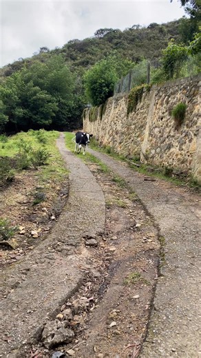 150K views · 9.8K reactions | Lola, mariposa , Mi sombra con manchas #cow #cowgirl #cows #singer #mic #cute #cutebaby #cuteanimal #viral #viralreels #fun #funny #funnyreels #funnyvideos #training #trainer #beauty #beautiful #women #animal #animallovers #mountains #ternero #bezerros #viralinstagram #viralvideos #animallovers #hogar #campo #ganaderia #vaquitas | BetzairAbrahamnis Perez | Facebook