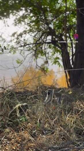 These monkeys may drive us crazy sometimes… but man, can they be entertaining to watch! It’s the little things like this, the moments between the big adventures, that remind us why we love life out here. 𝐒𝐂𝐈 𝐁𝐎𝐎𝐓𝐇 #1152 HC # - 202404000034429 #hunting #gohunt #sickforit #hunting #outdoors #hunt #hunter #huntingseason #bowhunting #huntinglife #nature #archery #wildlife #chasse #photography #jagd #whatgetsyououtdoors #shooting #jakt #huntingdog #rifle #camping #caza #bowhunter #hunters #co