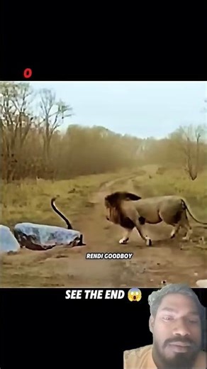 #snake vs babber sher #fight