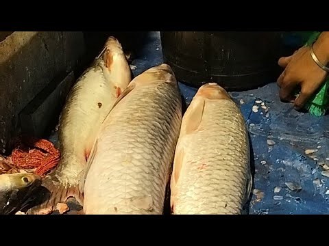 🔴 Live Blood Cap Fish Cutting ASMR | Fresh Seafood Processing from Market