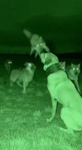 Kangal in Spiked Collar DESTROYS Entire Wolf Pack 😱