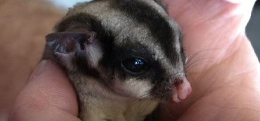 Why Do Sugar Gliders Suddenly Die? {12 Reasons Why & 6 Signs To Look For} - Pocket Pet Central