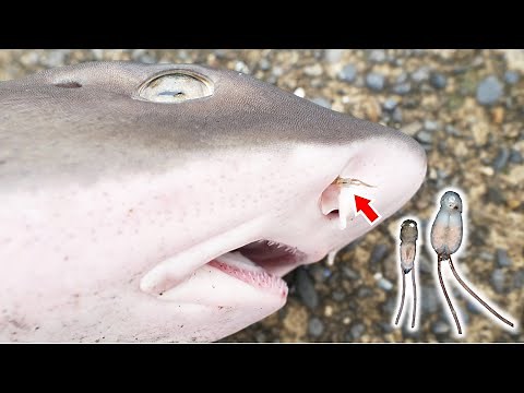 Sharks have some really interesting parasites