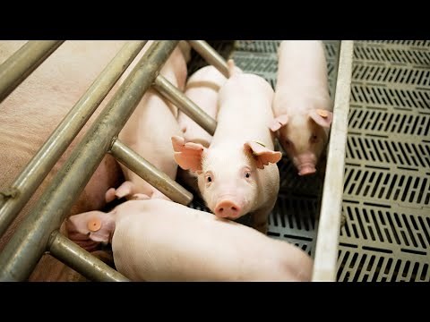 The Phases of Swine Production at UC Davis