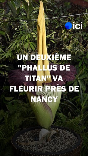 Inédit en France, le jardin botanique Jean-Marie Pelt, dans le Grand Nancy, va présenter deux ans après une deuxième floraison de l'amorphophallus titan, aussi appelée "pénis de Titan". C'est l'une des plus grandes fleurs du monde et sa floraison est très rare. | ici Lorraine (Meurthe-et-Moselle et Vosges)