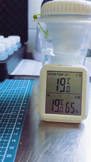 Warum jeder RDWC-Grower ein Pool-Thermometer braucht 🌊