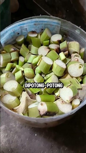 cara ternak ayam kampung