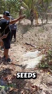 This Tree Shoots Poisonous Shrapnel at 160 MPH