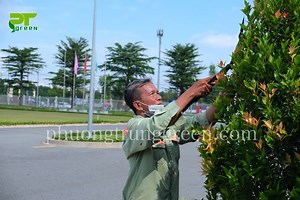 BẢNG GIÁ CHĂM SÓC CÂY XANH TẠI NHÀ
