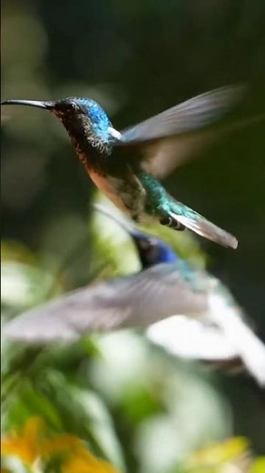 The Fastest Wings on Earth: This Bird Moves Faster Than Your Eyes Can See 😳
