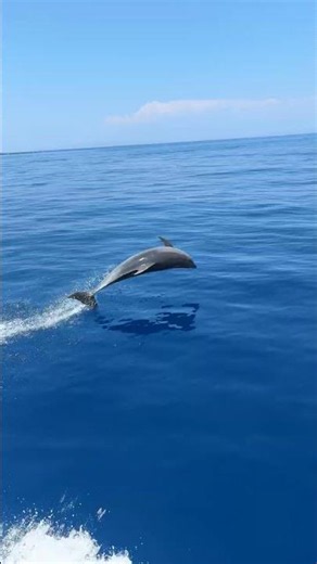 Dolphins in Greece