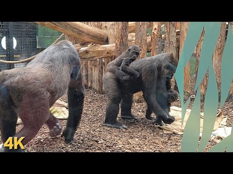 The Best Wildlife Moments I Ever Filmed (4K Ultra HD)