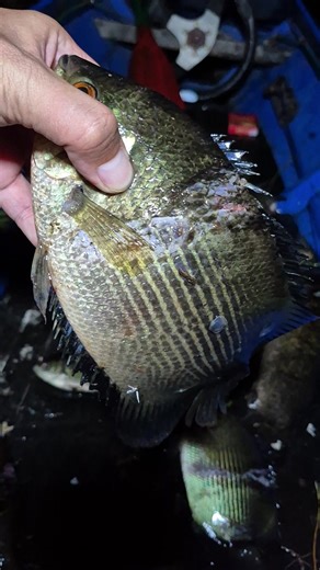 ikan jumbo kesukaan mamah fayz