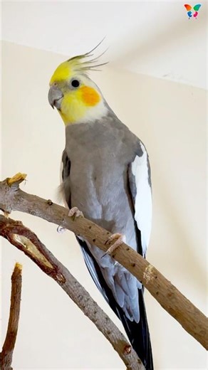 Happy male and female cockatiels making sounds #cockatiel #sounds #cockatielsinging