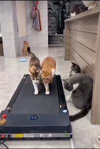 72K views · 1.6K reactions | Amazing cat ❤️❤️ | Beauty Of Nature | Facebook