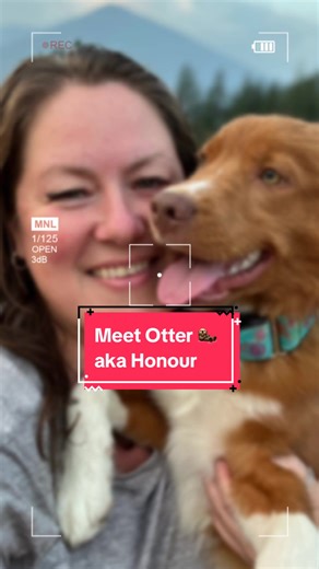 Otter aka Honour Available as a started Toller. What is a started dog? According to Ducks Unlimited: There are few things more rewarding than bringing home a floppy-eared puppy and molding him into a well-trained hunting companion. Not that it's all beer and skittles, though. You're bound to encounter bumps in the road (sometimes even washed-out bridges). Raising a puppy requires a tremendous investment of time, energy, and emotional capital. This is why some hunters find the idea of acquiring a