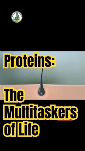 Proteins: The Hardest Working Molecules in Your Body