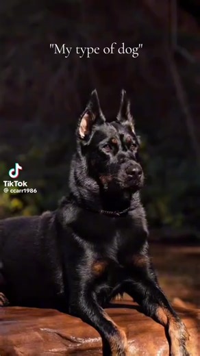 Understanding Different Dog Breeds and Their Traits