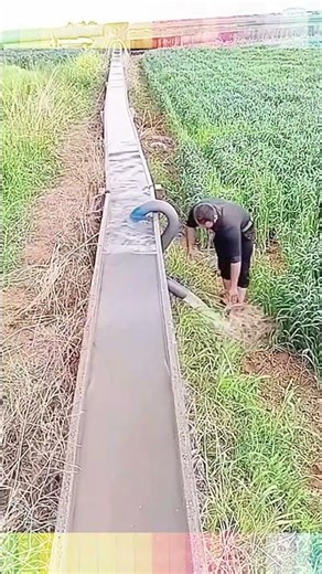 Genius Zero-Electricity Irrigation: The Power of Siphon! 🌊🌾 #Agriculture #SmartFarming #Siphon