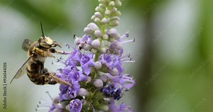 European wasp, foraging and pollinating Vitex flowers, Southern France