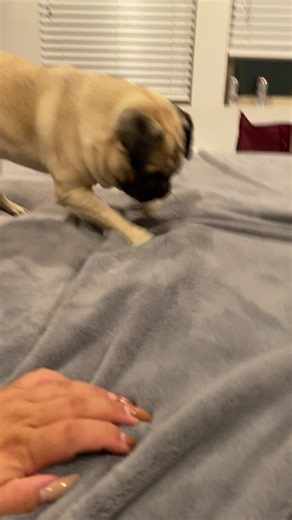 The best digger ever!!! #pugsoftiktok #pugs #puglife #pugpuppy #puppytiktok #sandiego #pug #baddie #foryoupage #viral #fyp #puppy #puppiesoftiktok #funnydogs #funnyvideos #puppies #socal