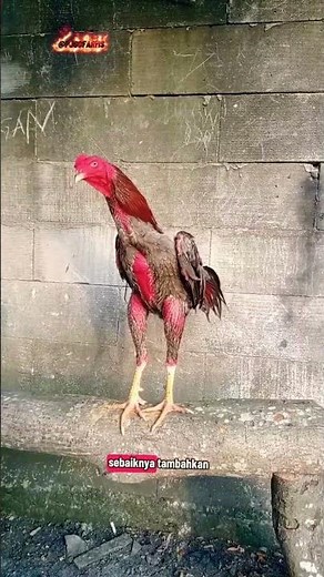 Type of Chicken Pukull🔔#chicken #chicken #assel #birds #chicken #aseelmurga #hen #rooster #shorts...