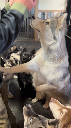 Cookies? 🍪 #Toyka #jasperbluessiberians | Jasper Blues Siberians